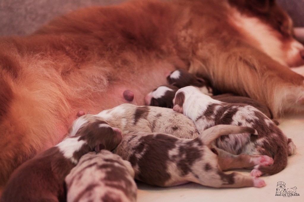 chiot Berger Australien Du Mas De Corbier