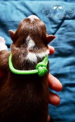 SHADOW-CHIOT COLLIER VERT POMME