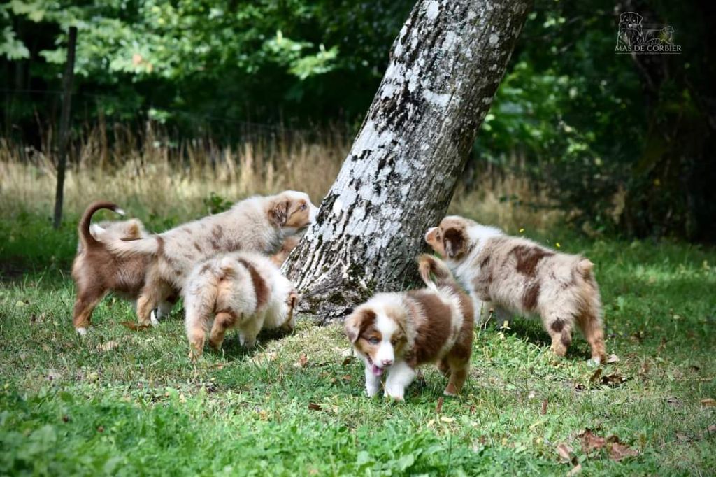 chiot Berger Australien Du Mas De Corbier