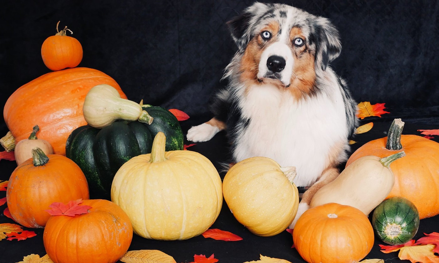 Uno Du Mas De Corbier