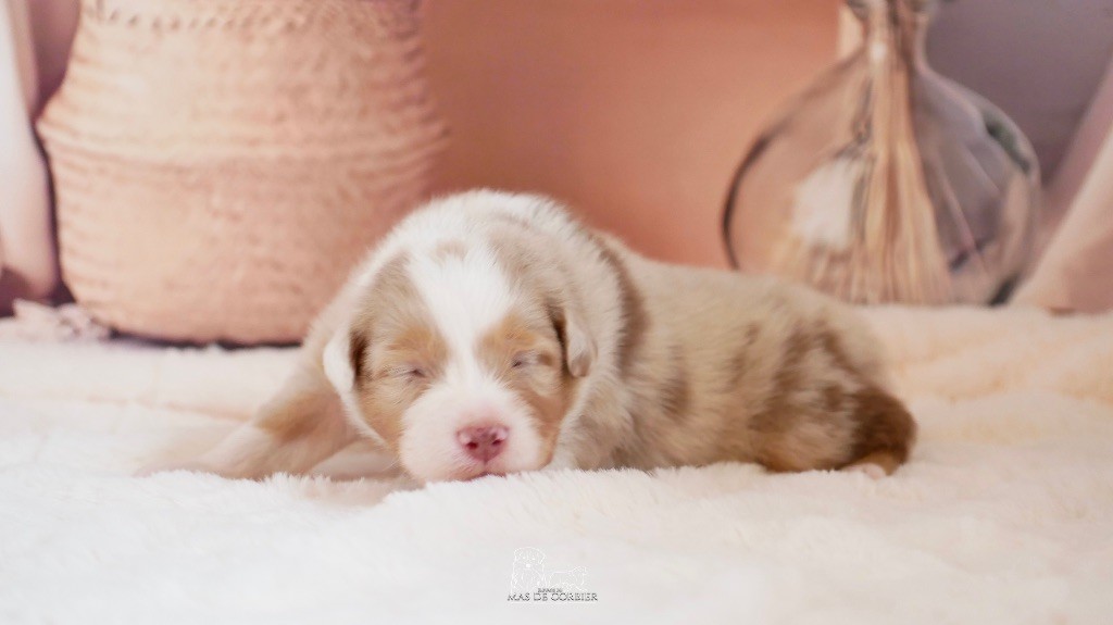 Du Mas De Corbier - Chiots disponibles - Berger Australien