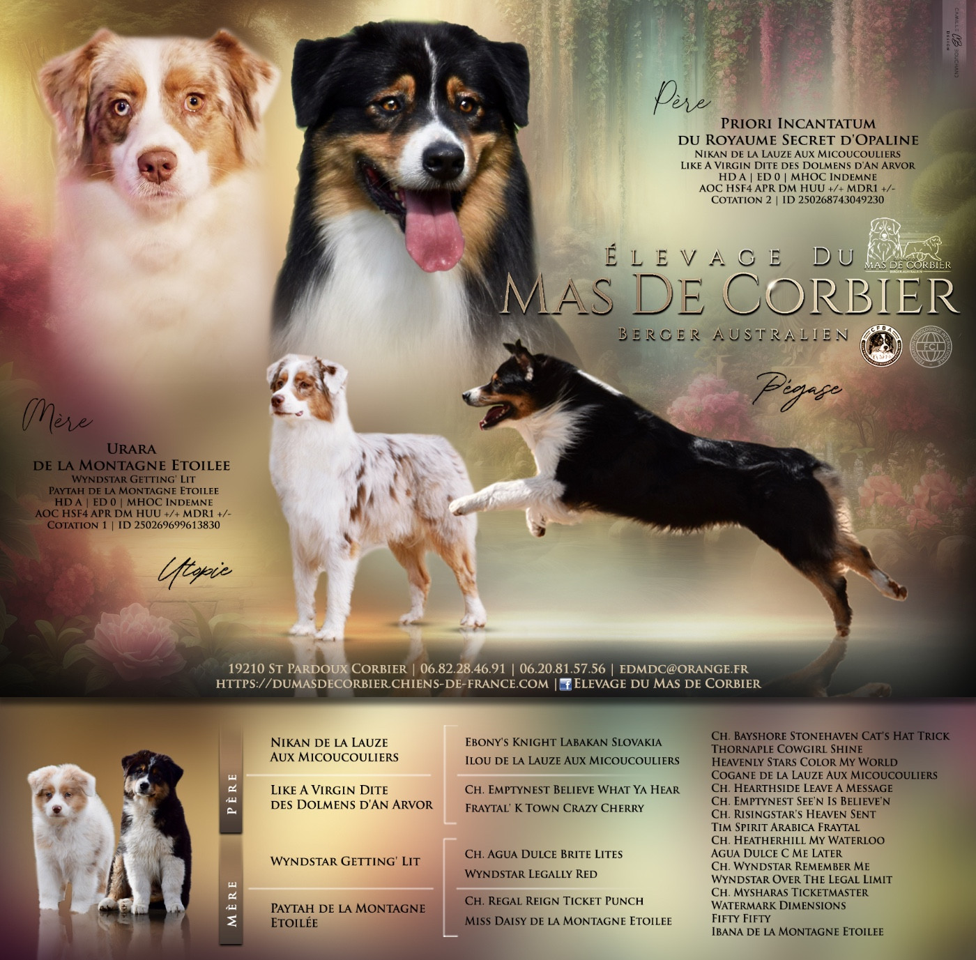 Chiot Berger Australien Du Mas De Corbier