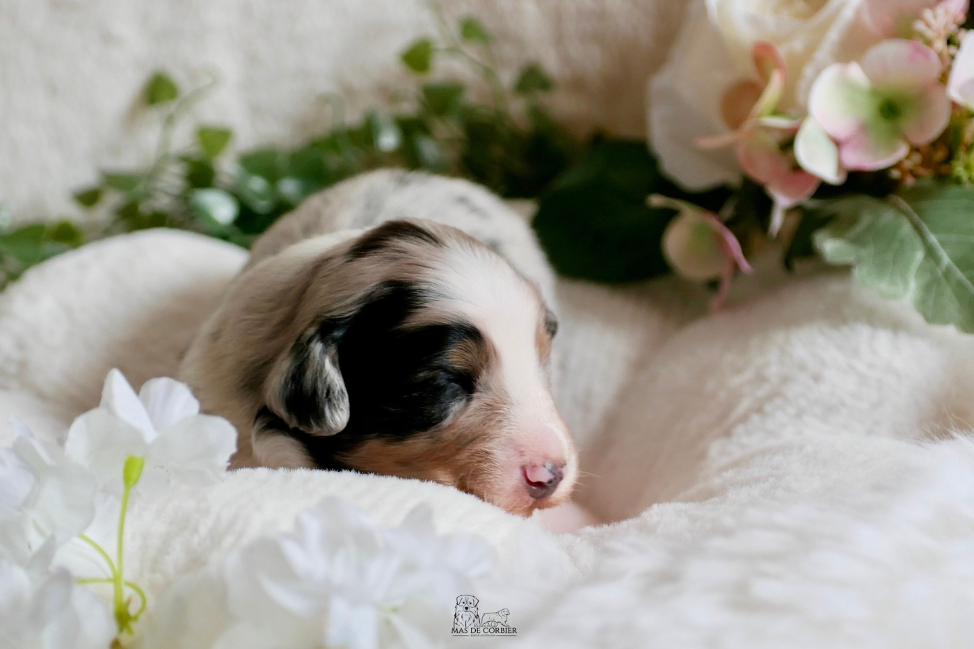 Du Mas De Corbier - Chiots disponibles - Berger Australien