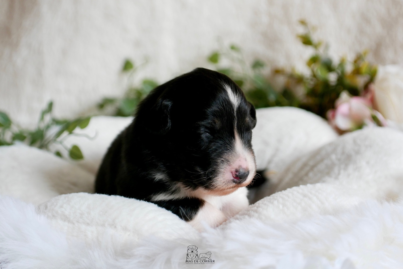 Du Mas De Corbier - Chiots disponibles - Berger Australien