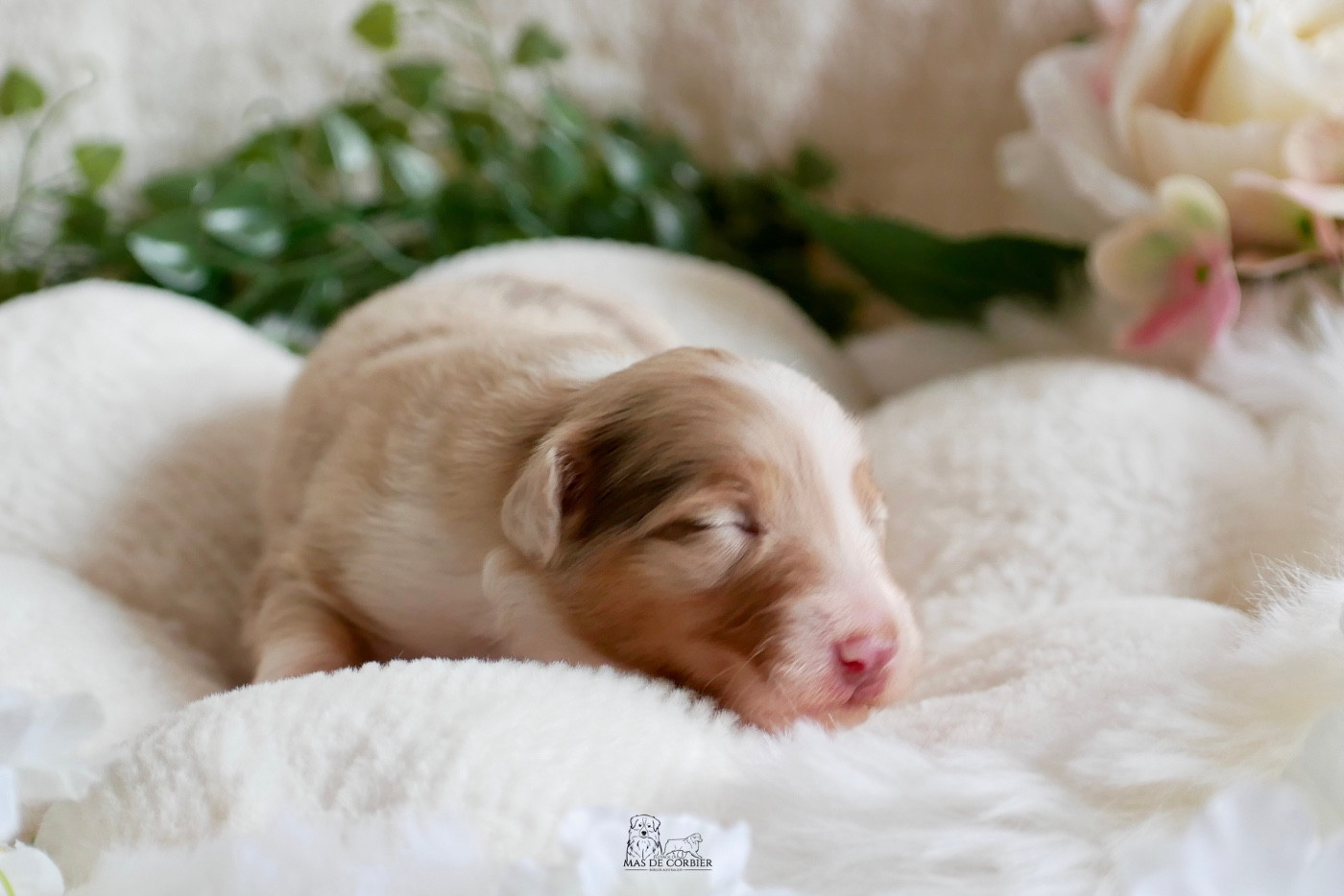 Du Mas De Corbier - Chiots disponibles - Berger Australien