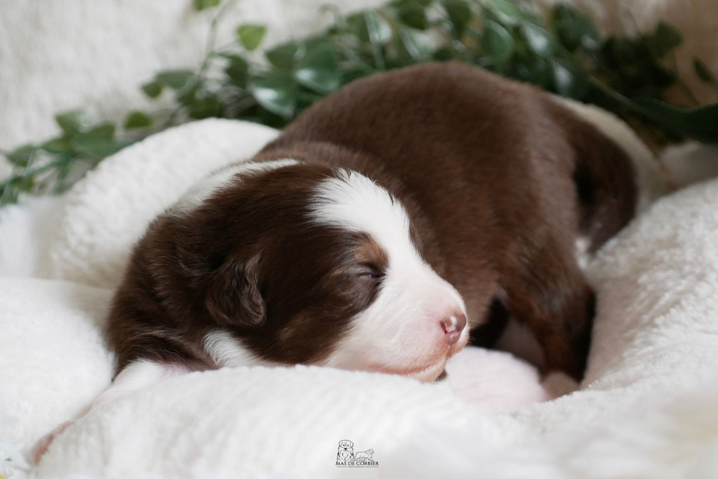 Du Mas De Corbier - Chiots disponibles - Berger Australien