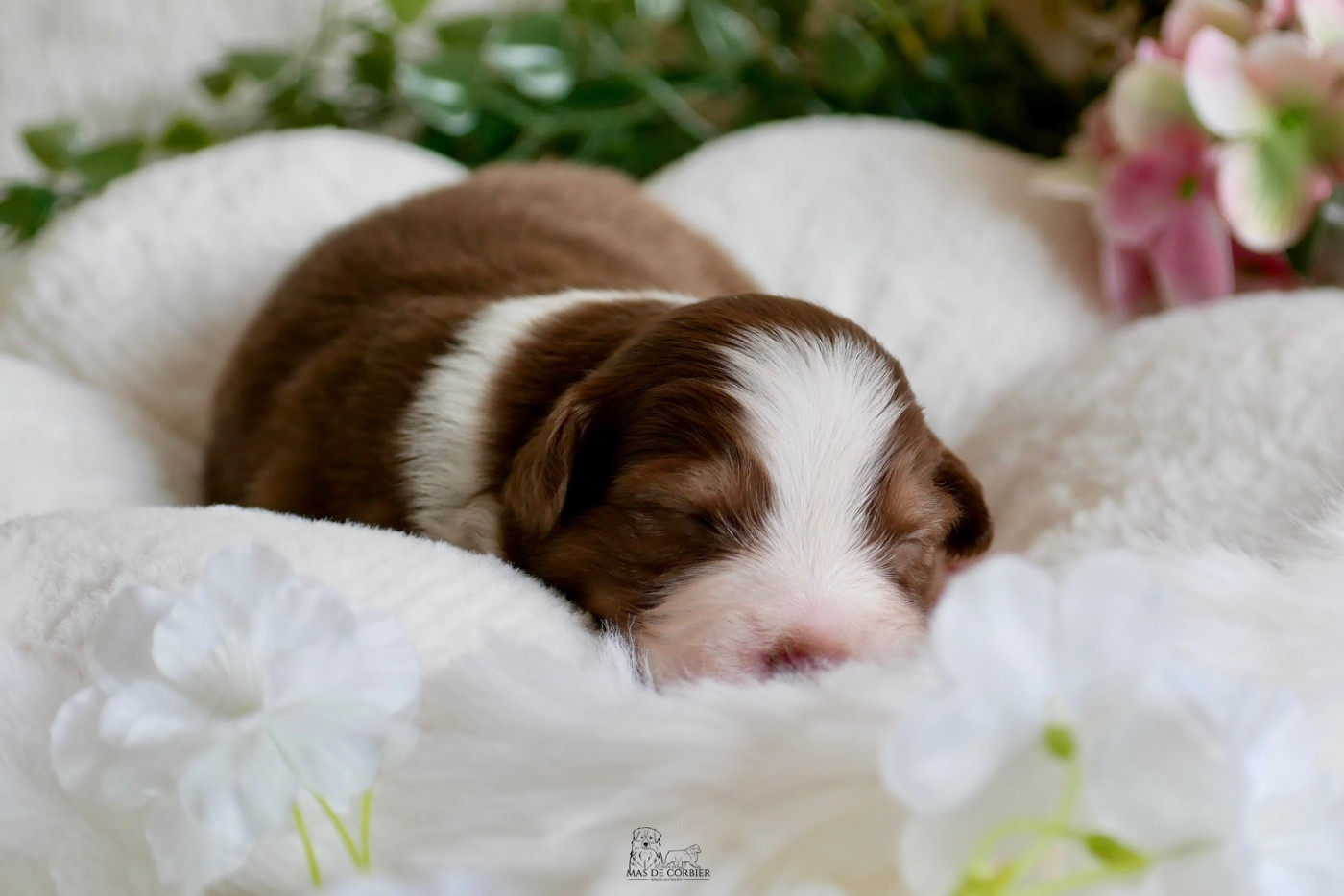 Du Mas De Corbier - Chiots disponibles - Berger Australien