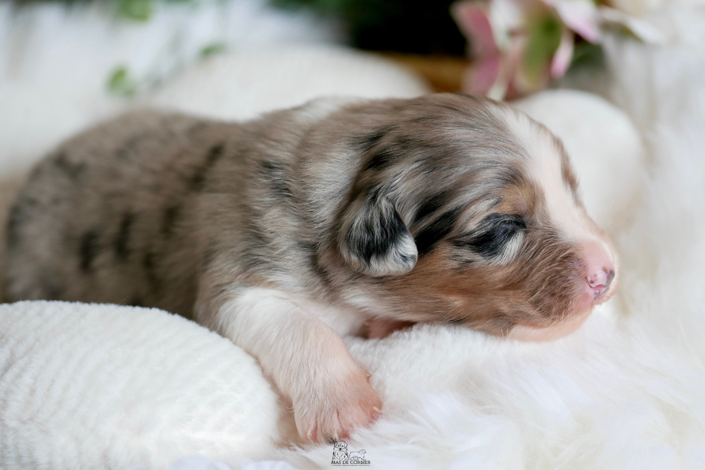Du Mas De Corbier - Chiots disponibles - Berger Australien