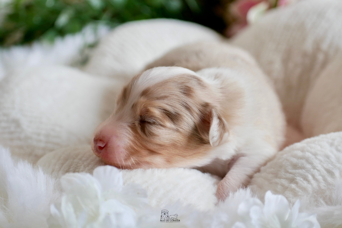 Du Mas De Corbier - Chiots disponibles - Berger Australien