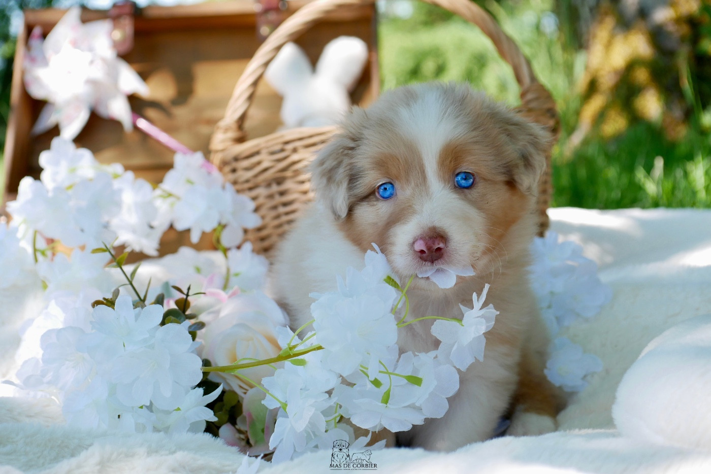Du Mas De Corbier - Chiots disponibles - Berger Australien