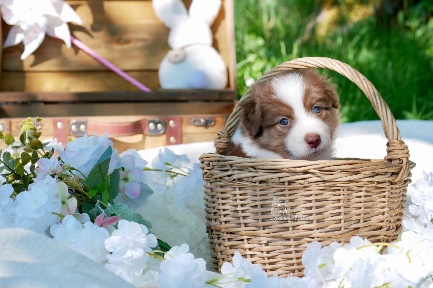 Du Mas De Corbier - Chiots disponibles - Berger Australien