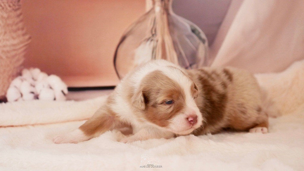 Du Mas De Corbier - Chiots disponibles - Berger Australien