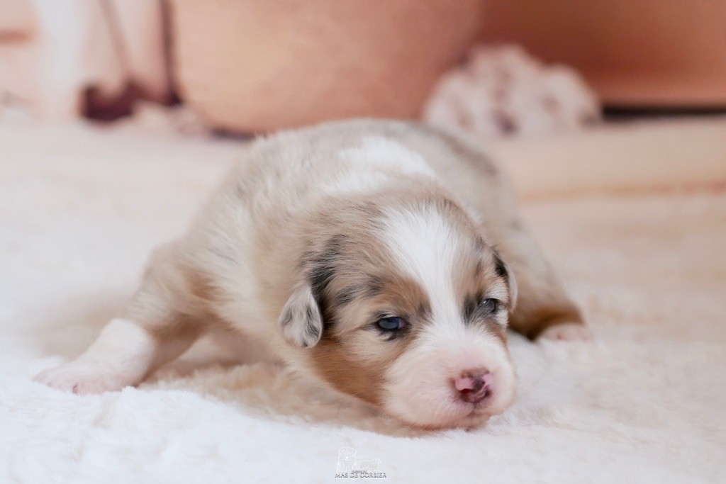 Du Mas De Corbier - Chiots disponibles - Berger Australien