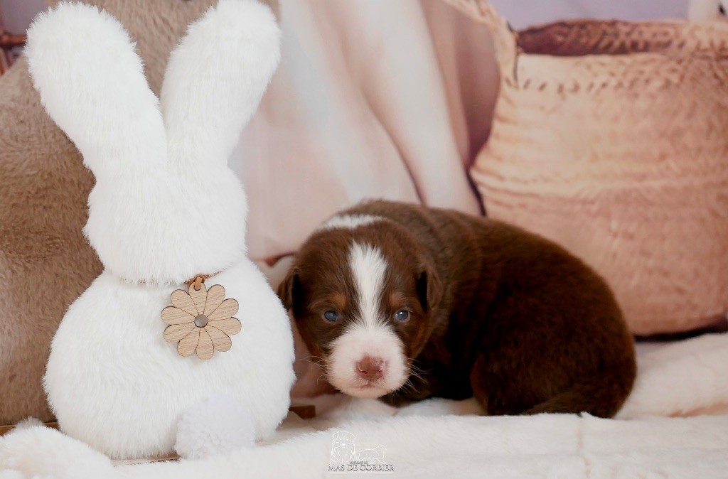 Du Mas De Corbier - Chiots disponibles - Berger Australien