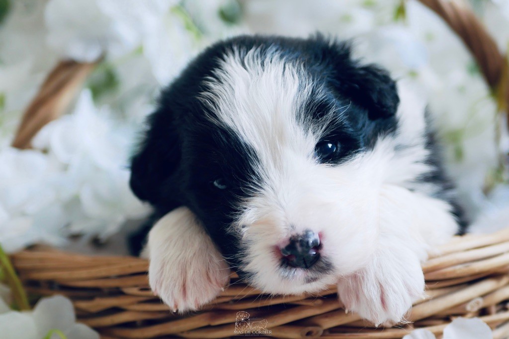 Du Mas De Corbier - Chiots disponibles - Berger Australien