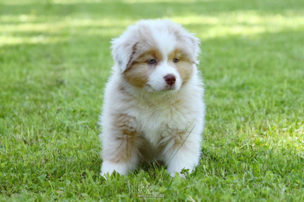 Du Mas De Corbier - Chiots disponibles - Berger Australien