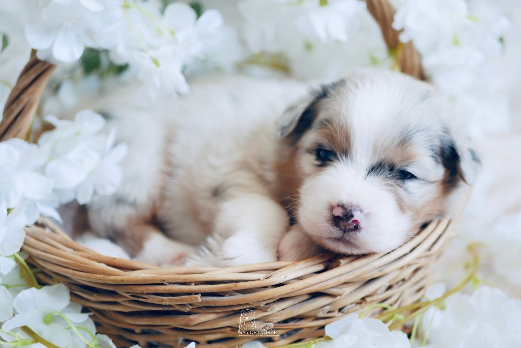 Du Mas De Corbier - Chiots disponibles - Berger Australien