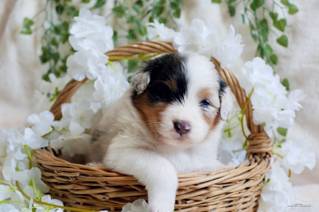 Du Mas De Corbier - Chiots disponibles - Berger Australien