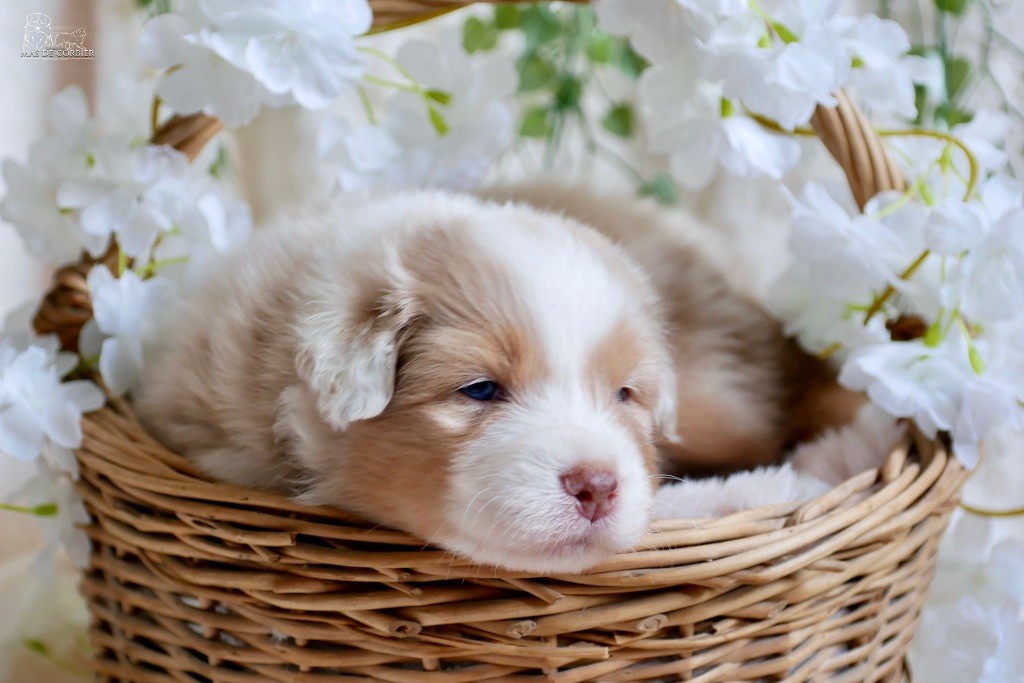 Du Mas De Corbier - Chiots disponibles - Berger Australien