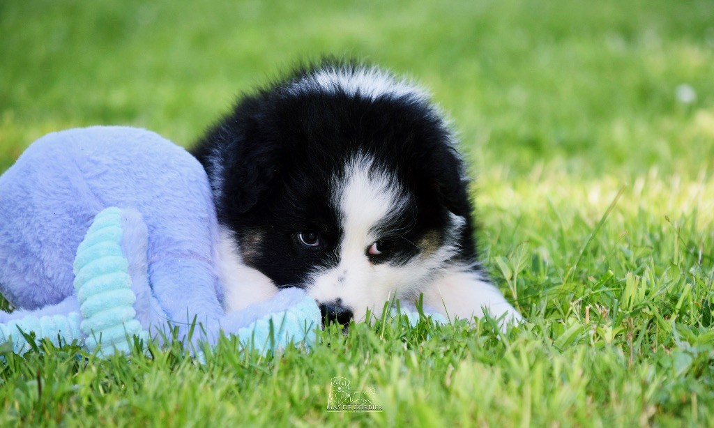 Du Mas De Corbier - Chiots disponibles - Berger Australien