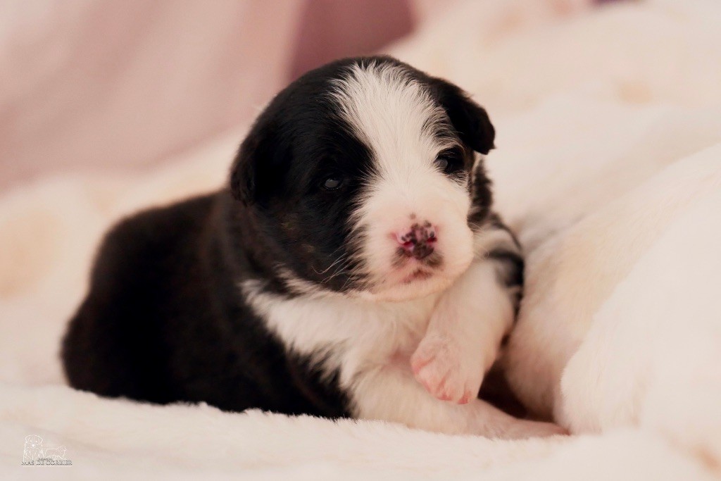 Du Mas De Corbier - Chiots disponibles - Berger Australien