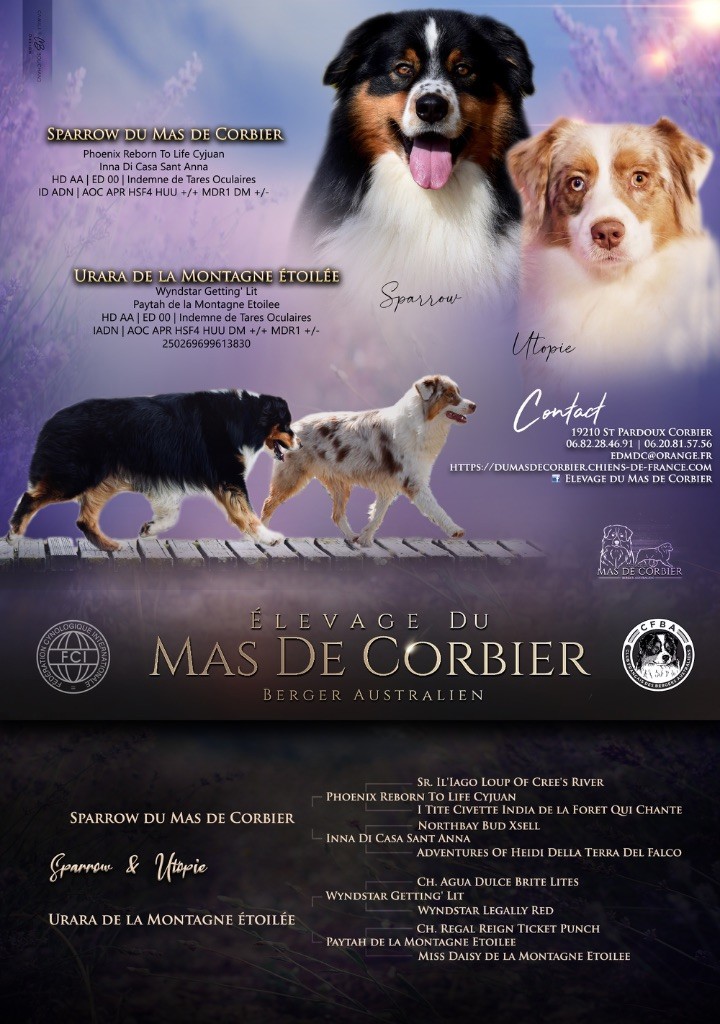 Chiot Berger Australien Du Mas De Corbier