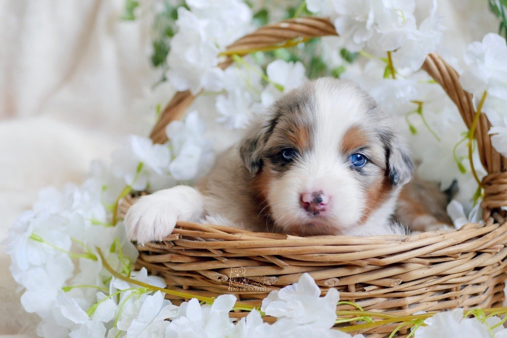 Du Mas De Corbier - Chiots disponibles - Berger Australien