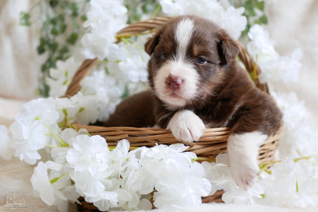 Du Mas De Corbier - Chiots disponibles - Berger Australien