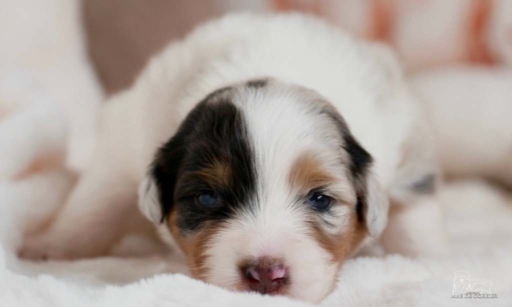 Du Mas De Corbier - Chiots disponibles - Berger Australien