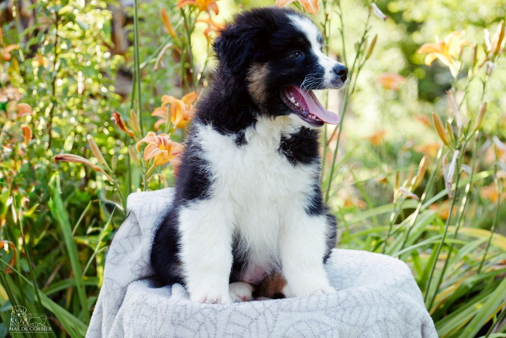 Du Mas De Corbier - Chiots disponibles - Berger Australien