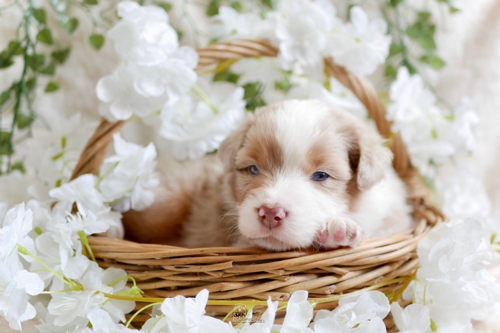 Du Mas De Corbier - Chiots disponibles - Berger Australien