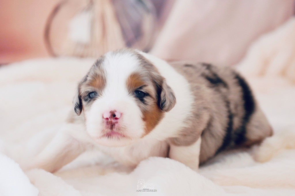 Du Mas De Corbier - Chiots disponibles - Berger Australien